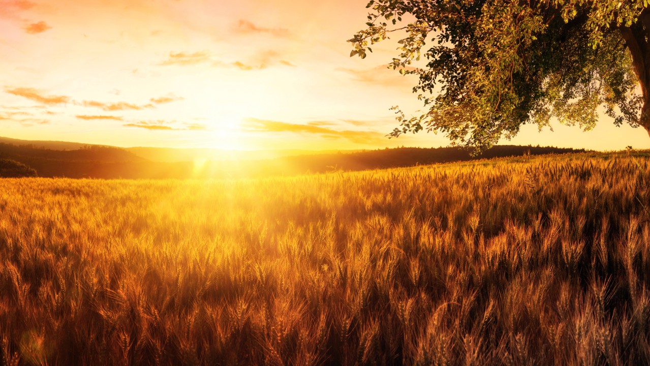 Wheat in the field