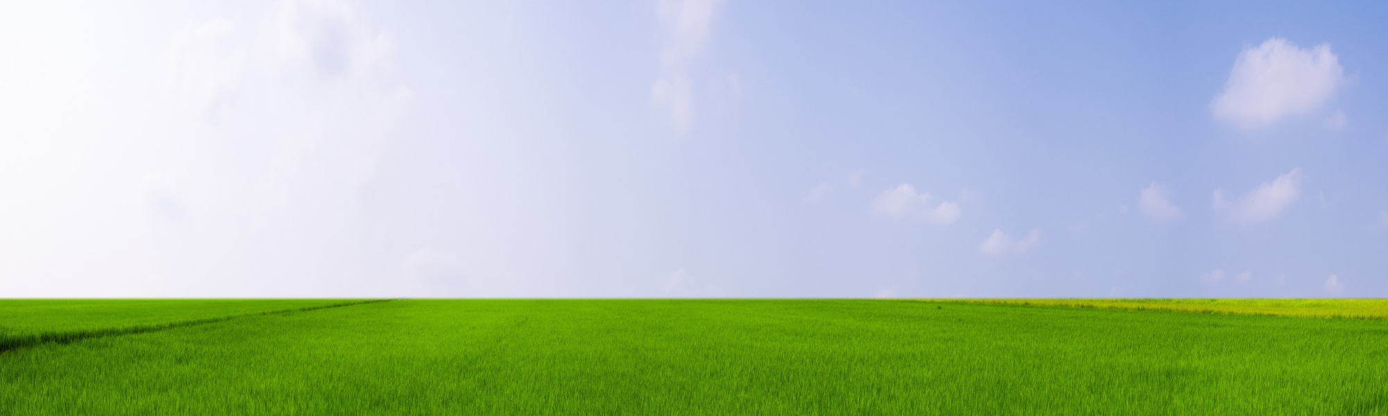 Field landscape