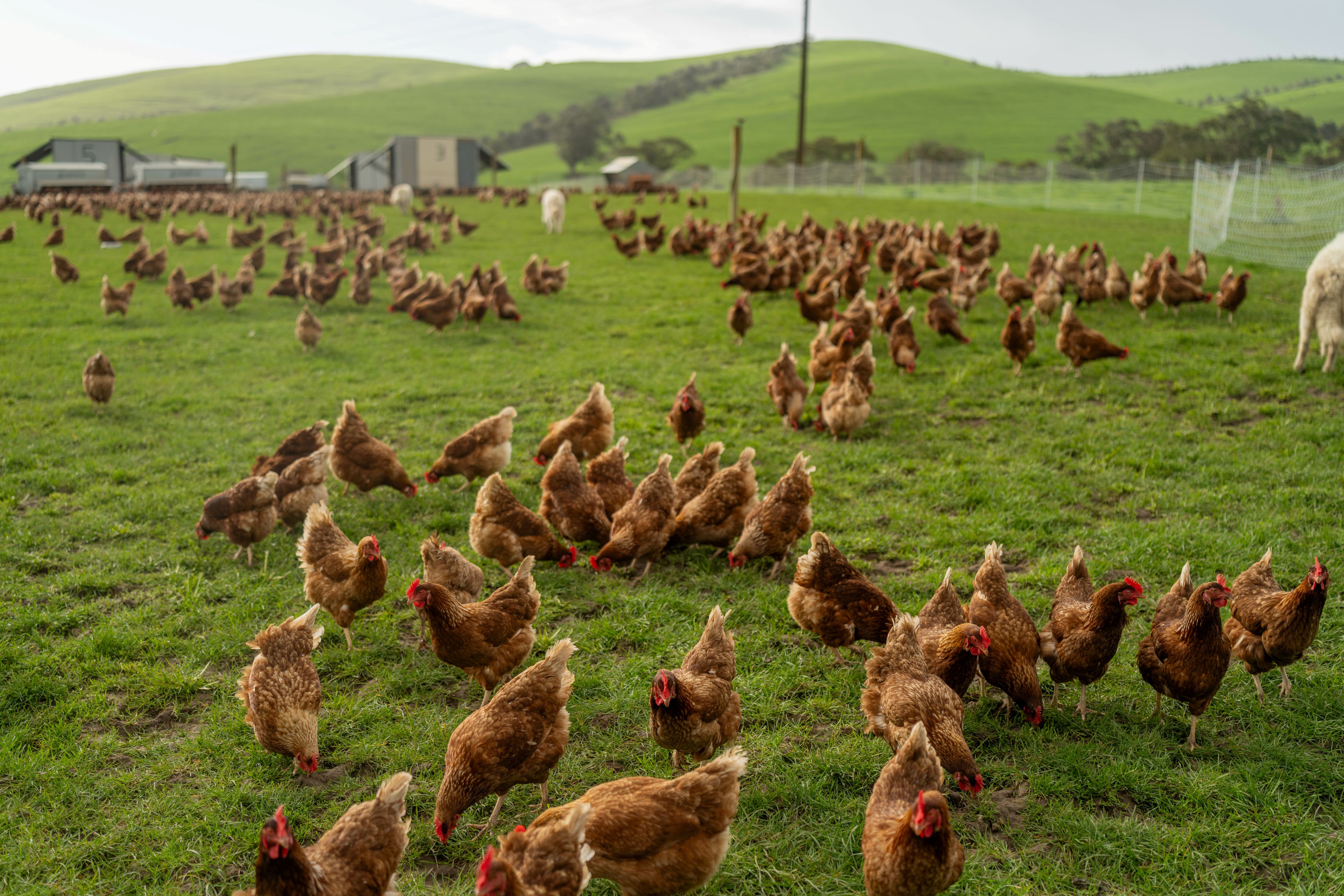 Chickens in a paddock