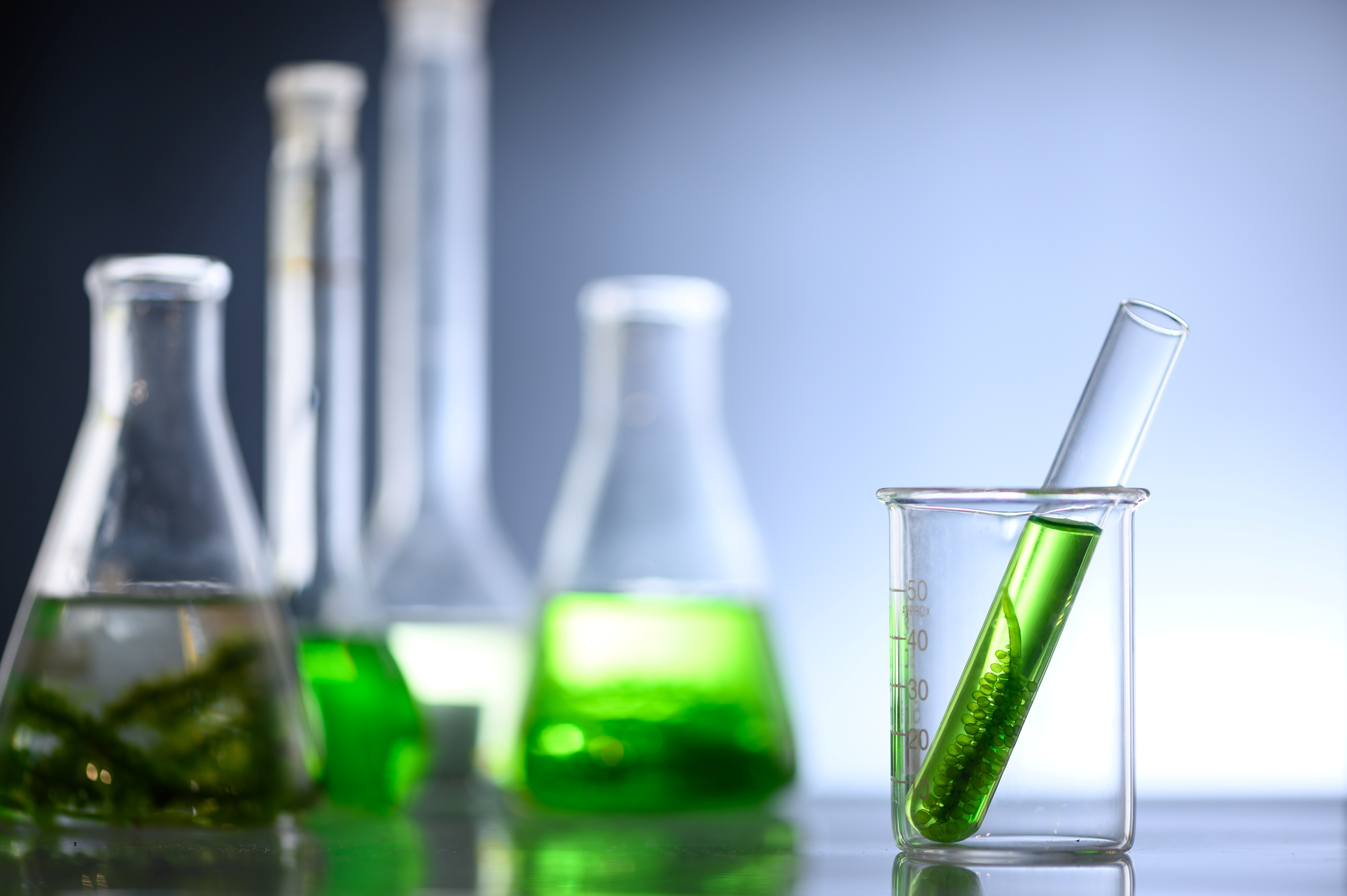 cyanobacteria