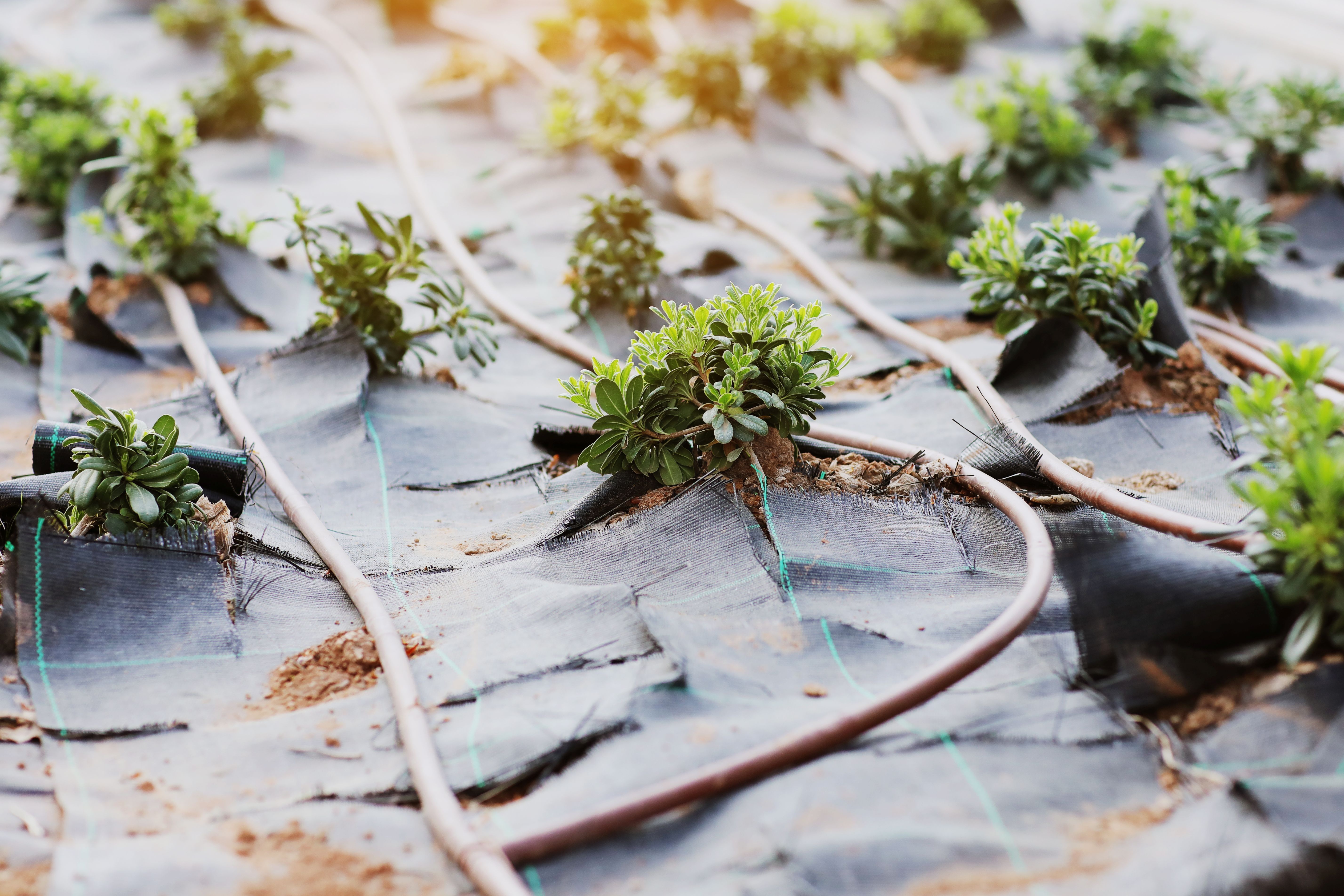 drip irrigation