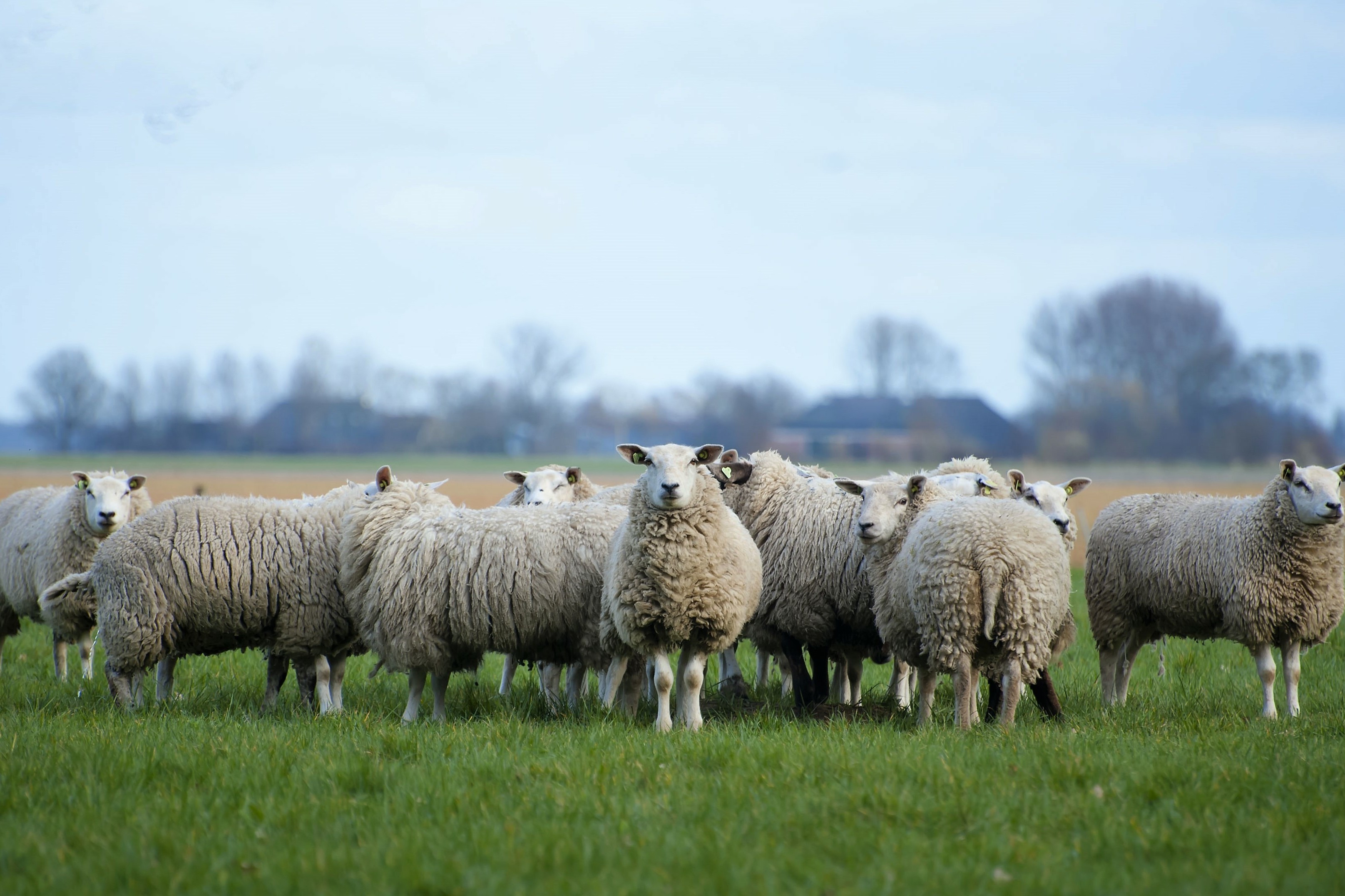 sheep under solar panels