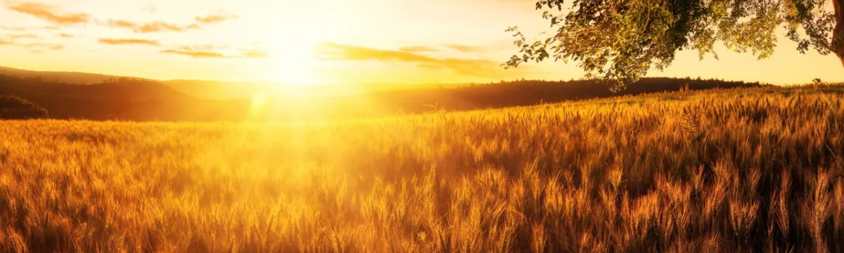 Wheat in the field