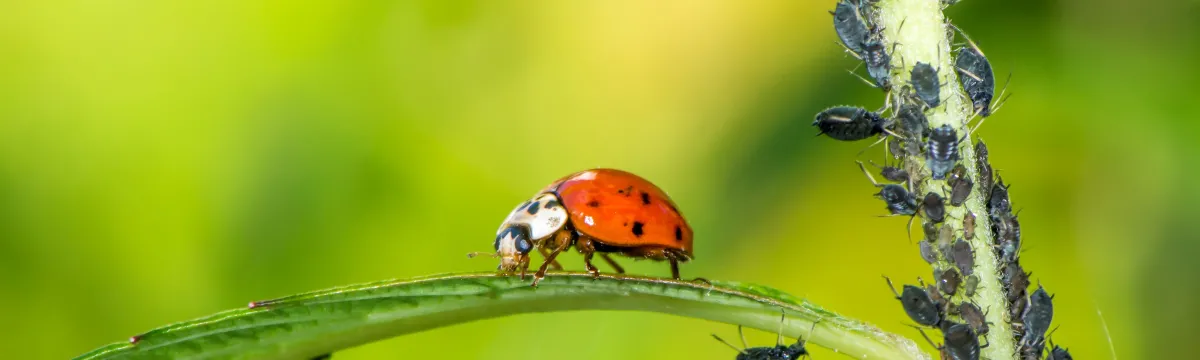 Biological Pest Control