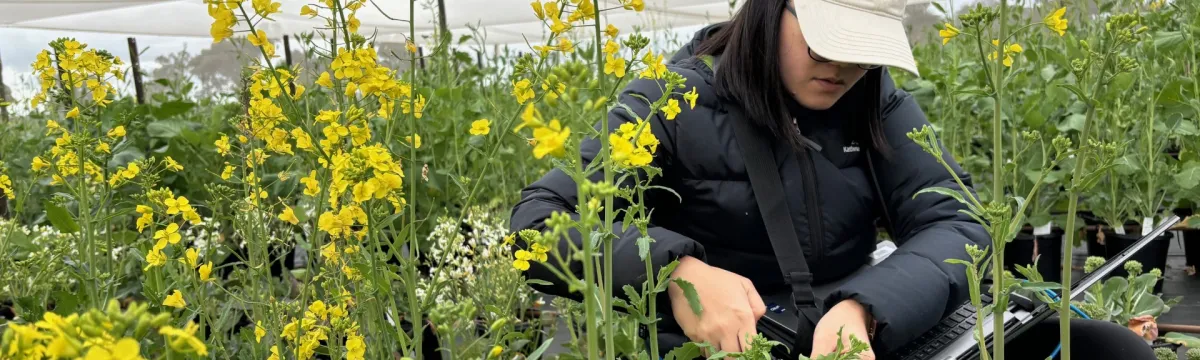 Testing Canola