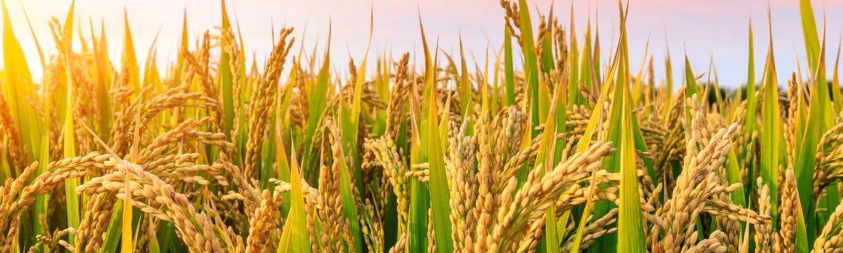 Ripe rice at sunset