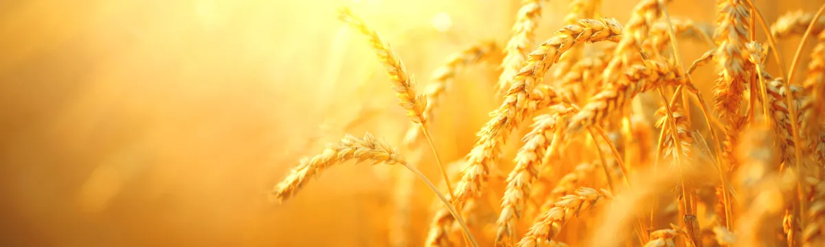 Wheat field. Ears of golden wheat closeup. Harvest concept