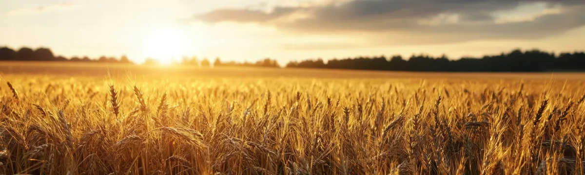 Withering Crops in a Field Under Intense Heat and Bright Sunlight