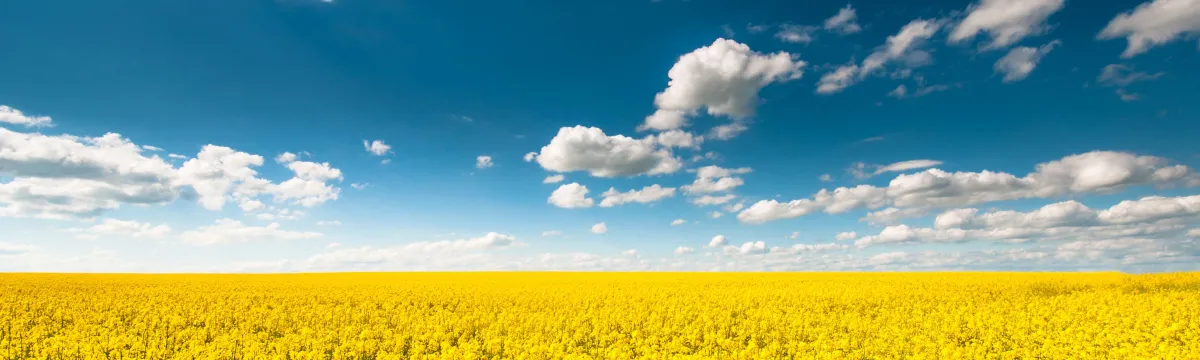 Canola field