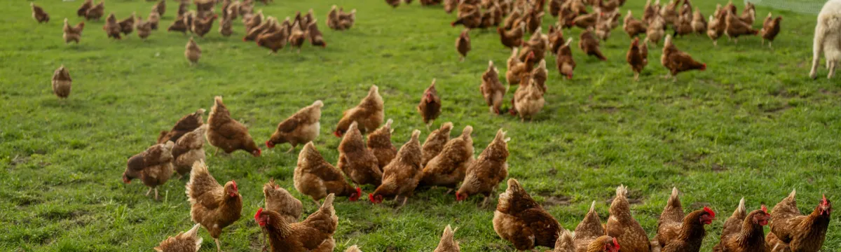 chickens in a paddock