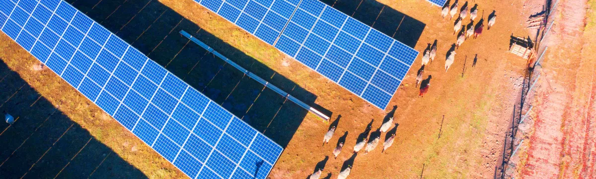 Sheep grazing under solar panels