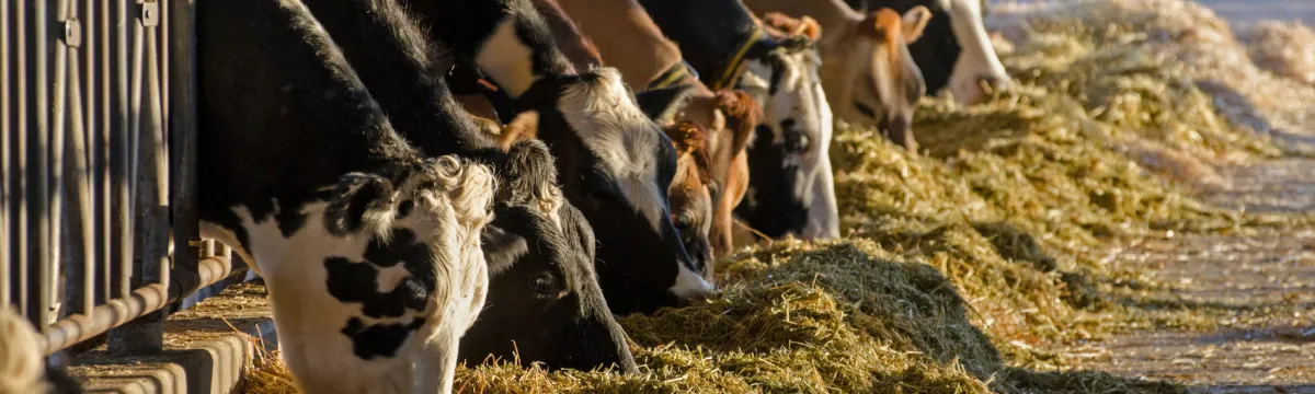 cows-news-banner