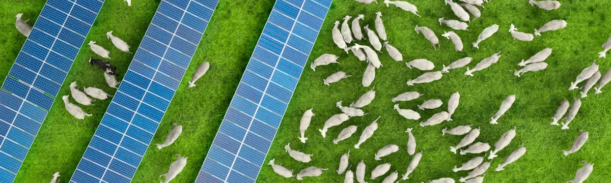 Sheep grazing under solar panels