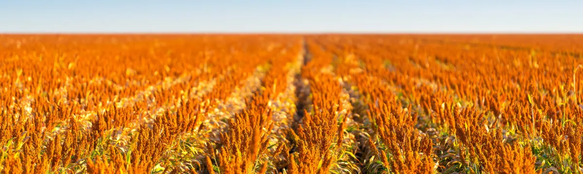 sorghum-banner