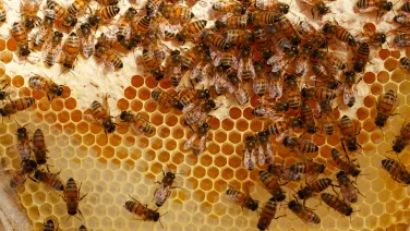 Bees on comb