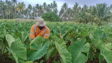 Crops-in-Tonga