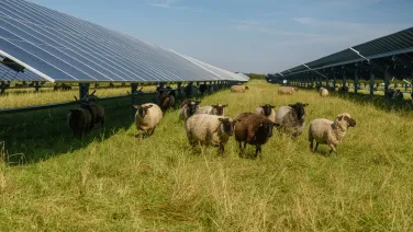 Sheeps standing next to a field of solar panels. Solar farm with solar trackers panels and flock of sheep. Agrivoltaics concept that involves the shared use of land for solar parks and sheep grazing
