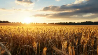 Withering Crops in a Field Under Intense Heat and Bright Sunlight